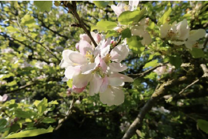 Holsteiner Cox in Blüte